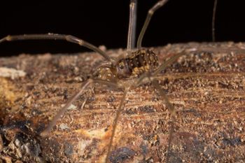 Media type: image; Invertebrate Zoology 133381   Description: live specimen;